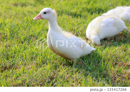 The baby white Duck is eatting in nature garden 135417266
