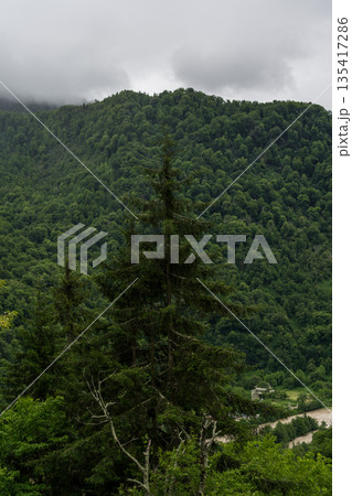 Spruce tree on the background of mountains and forests of Georgia cloudy sky Spruce tree on the background of mountains and forests of Georgia cloudy sky 135417286