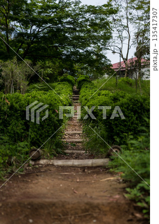 Steps up between the bushes in the Botanical Garden Georgia 135417307