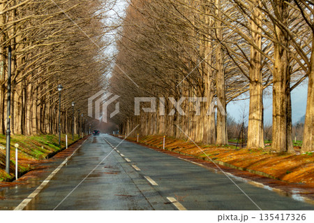 冬の夕日に輝く滋賀県マキノのメタセコイア並木 135417326