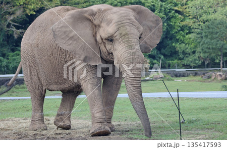 アフリカゾウ 135417593