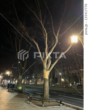 冬の夜の並木道と街灯 静かな都市風景 135417770