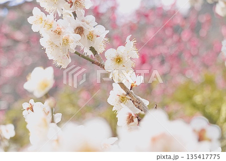 早咲きの白い梅の花 135417775