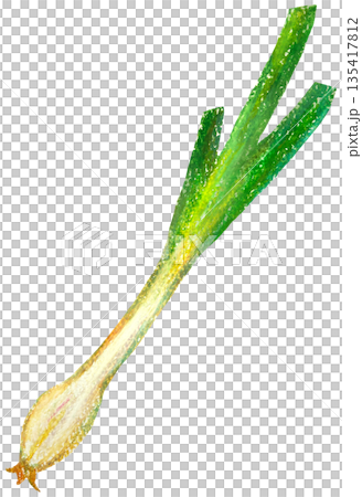 Rakkyo 油畫棒插畫 135417812