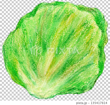 Lettuce illustration oil pastel drawing Lettuce illustration oil pastel drawing 135417814