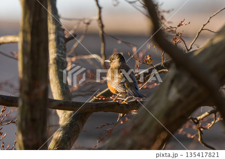 枝にとまるツグミ 135417821