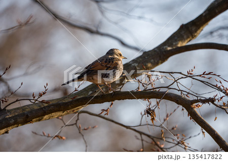 枝にとまるツグミ 135417822