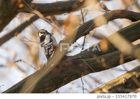 枝にとまるアカゲラ 135417870