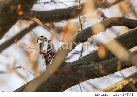 枝にとまるアカゲラ 枝にとまるアカゲラ 135417871