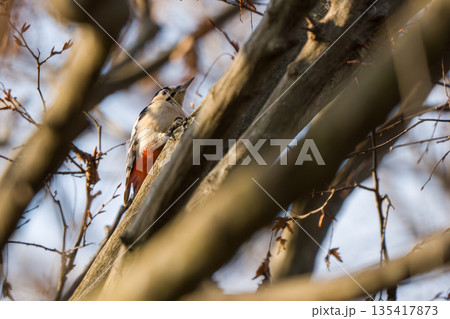 冬の森で出会ったアカゲラ 冬の森で出会ったアカゲラ 135417873