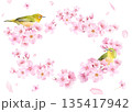 桜の花と小鳥(メジロ)の水彩イラストでデザインした、緩やかな楕円形フレーム 背景に花びら 透過背景 桜の花と小鳥(メジロ)の水彩イラストでデザインした、緩やかな楕円形フレーム 背景に花びら 透過背景 135417942