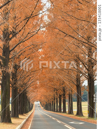 晩秋のメタセコイア並木道とまっすぐな一本道 135418001