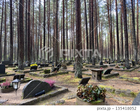 Tranquil forest cemetery in Tallinn, Estonia, during autumn, featuring tombstones and graves amidst tall pine trees, creating a serene and peaceful atmosphere Tranquil forest cemetery in Tallinn, Estonia, during autumn, featuring tombstones and graves amidst tall pine trees, creating a serene and peaceful atmosphere 135418052