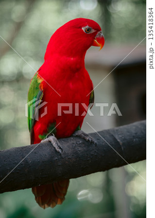 Chattering Lory parrot on wooden branch 135418364