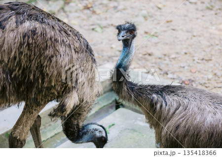Two emu (Dromaius novaehollandiae) in park of the Western Australia. Two emu (Dromaius novaehollandiae) in park of the Western Australia. 135418366