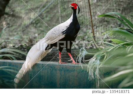 The male silver pheasant close up outdoor 135418371