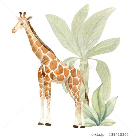 Hand-painted watercolor giraffe standing with banana tree and tropical plant background.  135418393