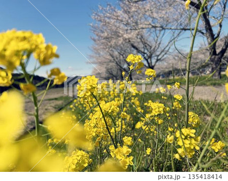 日を浴びる菜の花のクローズアップ 日を浴びる菜の花のクローズアップ 135418414