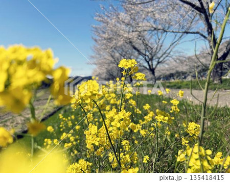 日を浴びる菜の花のクローズアップ 日を浴びる菜の花のクローズアップ 135418415