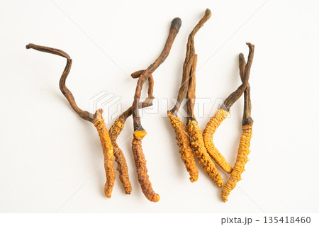 Cordyceps or Ophiocordyceps sinensis mushroom herb is fungus for used as medicine on white background. Cordyceps or Ophiocordyceps sinensis mushroom herb is fungus for used as medicine on white background. 135418460