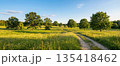 Rural dirt road winding through a green meadow with trees on a sunny summer day. 135418462