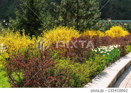 Spring landscaped flowerbed with blooming forsythia bushes, ornamental barberry shrubs with red foliage, green spirea , white tulips, public park Decorative garden design flowering plants, landscaping Spring landscaped flowerbed with blooming forsythia bushes, ornamental barberry shrubs with red foliage, green spirea , white tulips, public park Decorative garden design flowering plants, landscaping 135418662