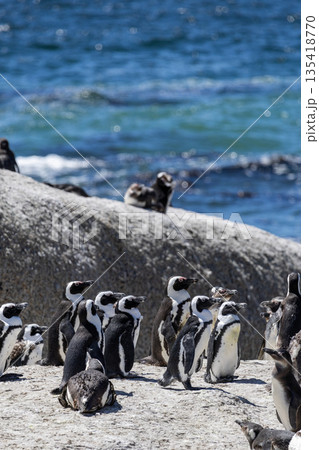 Colony of african penguin on rocky beach near ocean water. Cape penguin group Colony of african penguin on rocky beach near ocean water. Cape penguin group 135418770