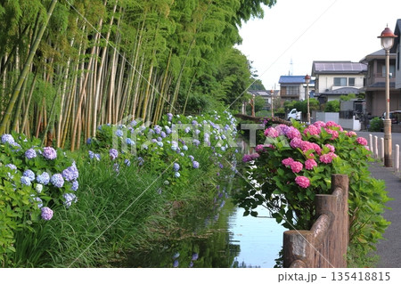 木洩れ日の道の紫陽花(埼玉県川口市) 木洩れ日の道の紫陽花(埼玉県川口市) 135418815