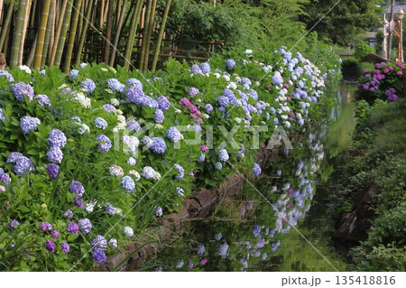 木洩れ日の道の紫陽花（埼玉県川口市） 135418816