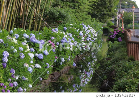 木洩れ日の道の紫陽花(埼玉県川口市) 木洩れ日の道の紫陽花(埼玉県川口市) 135418817