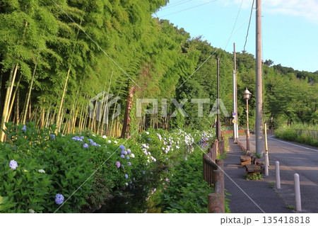 木洩れ日の道の紫陽花（埼玉県川口市） 135418818