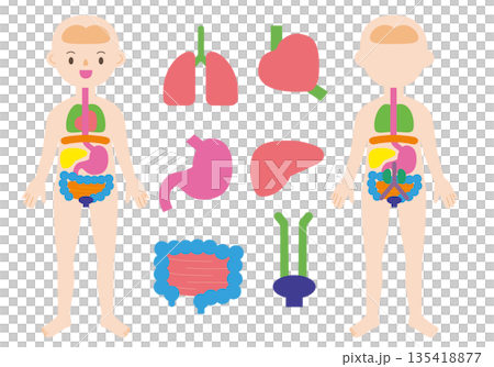 人体図といろいろな臓器 135418877