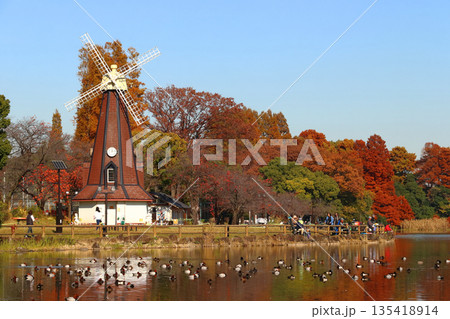 秋の都立浮間公園：浮間ヶ池と風車（東京都北区／板橋区） 135418914