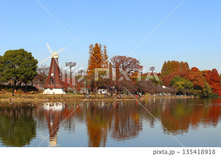 秋の都立浮間公園:浮間ヶ池と風車(東京都北区/板橋区) 秋の都立浮間公園:浮間ヶ池と風車(東京都北区/板橋区) 135418918