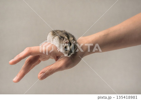 A hand holding a small hamster. animal A hand holding a small hamster. animal 135418981