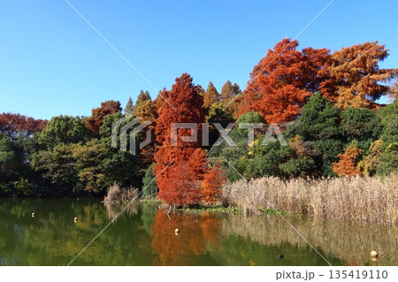 秋の都立浮間公園：浮間ヶ池（東京都北区／板橋区） 135419110