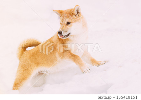 Shiba Inu Playfully Through Snowdrifts. Curious Young Japanese Small Size Shiba Inu Dog Play Outdoor In Snow, Snowdrift At Sunny Winter Day. Copy Space, Copyspace Shiba Inu Playfully Through Snowdrifts. Curious Young Japanese Small Size Shiba Inu Dog Play Outdoor In Snow, Snowdrift At Sunny Winter Day. Copy Space, Copyspace 135419151