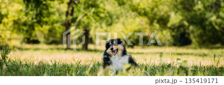 Tricolor Rough Collie Puppy, Funny Scottish Collie, Long-Haired Collie, English Collie, Lassie Dog In Green Grass 135419171