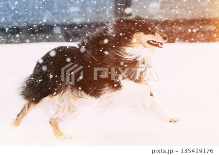 Shetland Sheepdog Outdoor Playing And Running Outdoor In Snow, Winter Season. Pet Concept. Pinscher On Winter Walk. Sheltie, Collie Puppy Fast And Furious 135419176