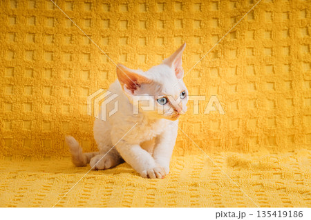 Happy Funny Small Little White Devon Rex Kitten Kitty Posing On Yellow Plaid Background. Short-haired Cat Of English Breed. Shorthair Pet Cat 135419186