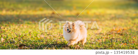 Funny Young Red Puppy Pomeranian Spitz Puppy Dog Happy Play Outdoor In Autumn Grass Funny Young Red Puppy Pomeranian Spitz Puppy Dog Happy Play Outdoor In Autumn Grass 135419538