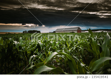 Countryside Rural Landscape With Paddock For Horse, Shed Or Barn Or Stable And Green Maize Corn Field Plantation On Foreground. Farm In July Month. Agricultural Rural Landscape In Evening In Summer 135419541