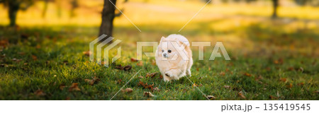 Adult White Pomeranian Spitz Dog Walking Outdoor In Autumn Grass Adult White Pomeranian Spitz Dog Walking Outdoor In Autumn Grass 135419545