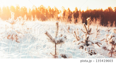 Winter Landscape With The Pine Forest And Sunset 135419603
