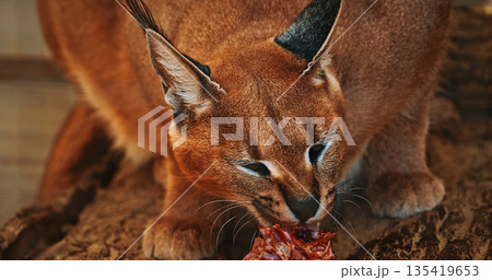 Fierce Caracal Stealing Focus While Enjoying Tasty Treat in Natu Fierce Caracal Stealing Focus While Enjoying Tasty Treat in Natu 135419653