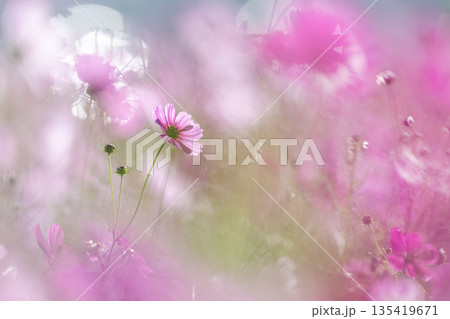 光に包まれるコスモス 玉ボケとパステルカラーの秋のイメージ 135419671