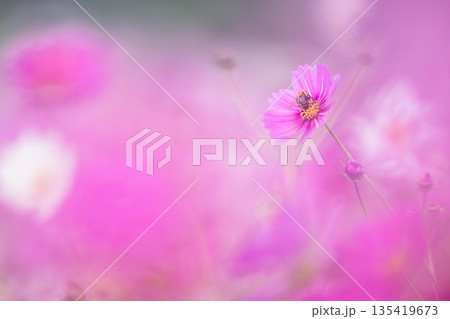 光に包まれるコスモス 玉ボケとパステルカラーの秋のイメージ 135419673