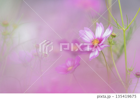 光に包まれるコスモス 玉ボケとパステルカラーの秋のイメージ 光に包まれるコスモス 玉ボケとパステルカラーの秋のイメージ 135419675