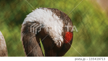 Portrait of Crane with Stunning Feathered Detail 135419713