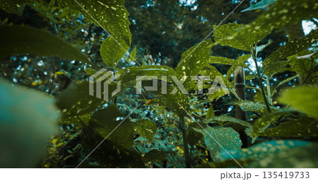 Aucuba Japonica, Commonly Called Spotted Laurel Or Gold Dust Plant. Native To Rich Forest Soils Of Moist Valleys, Thickets, By Streams And Near Shaded Moist Rocks In China, Korea, And Japan Aucuba Japonica, Commonly Called Spotted Laurel Or Gold Dust Plant. Native To Rich Forest Soils Of Moist Valleys, Thickets, By Streams And Near Shaded Moist Rocks In China, Korea, And Japan 135419733